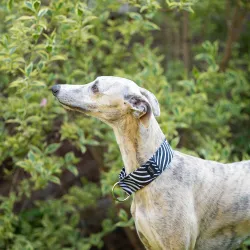 Obroża wodoodporna dla psa Zebra Bloom 4 cm - bardzo lekka, łatwa w pielęgnacji, idealna na spacer w każdą pogodę